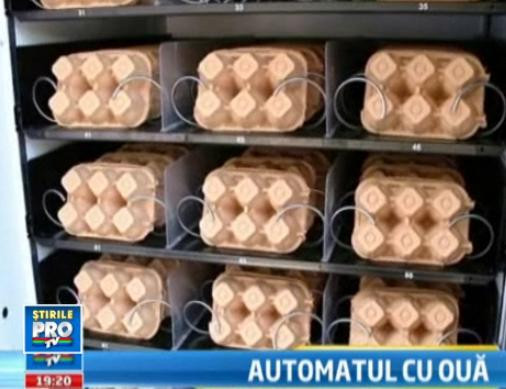 Ouale, o afacere profitabila pentru fermierii din Timis. Ideea care le-a majorat profitul cu 40%