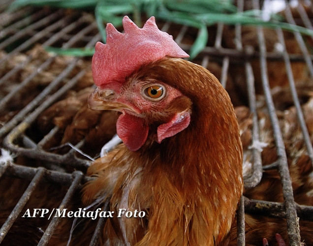 Macelarul care a dat medicina peste cap. 10.000 de ani de cunoastere, degeaba