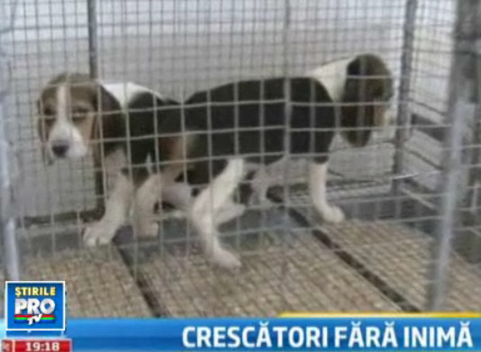 Cum e speculata slabiciunea romanilor pentru cainii de rasa. CAMERA ASCUNSA