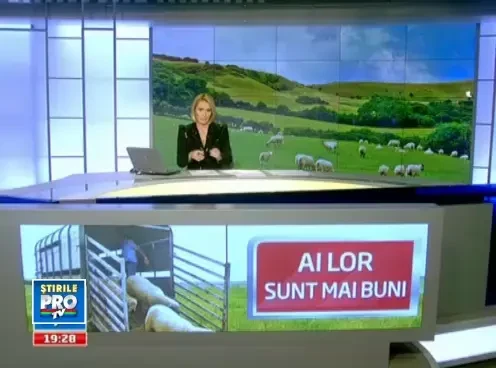 Loviti de melancolie, berbecii nostri nu-si mai satisfac oile. Solutia, masculi de peste hotare