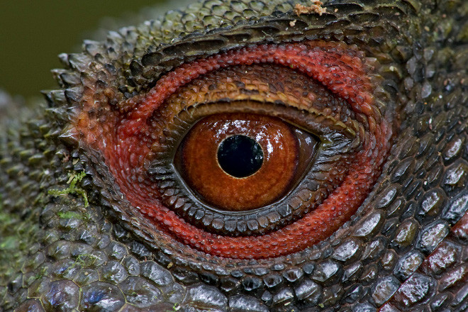 Lumea disparuta supravietuieste prin fosile vii. Creaturi bizare ramase neschimbate milioane de ani