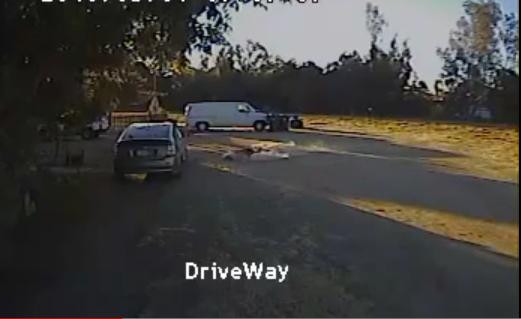 Imaginile curajului suprem. Isi salveaza micutul prieten din coltii unui coiot flamand. VIDEO