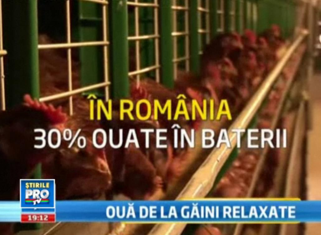 1.500.000 euro, investitia unei ferme pentru confortul gainilor. Romania isi schimba micul dejun