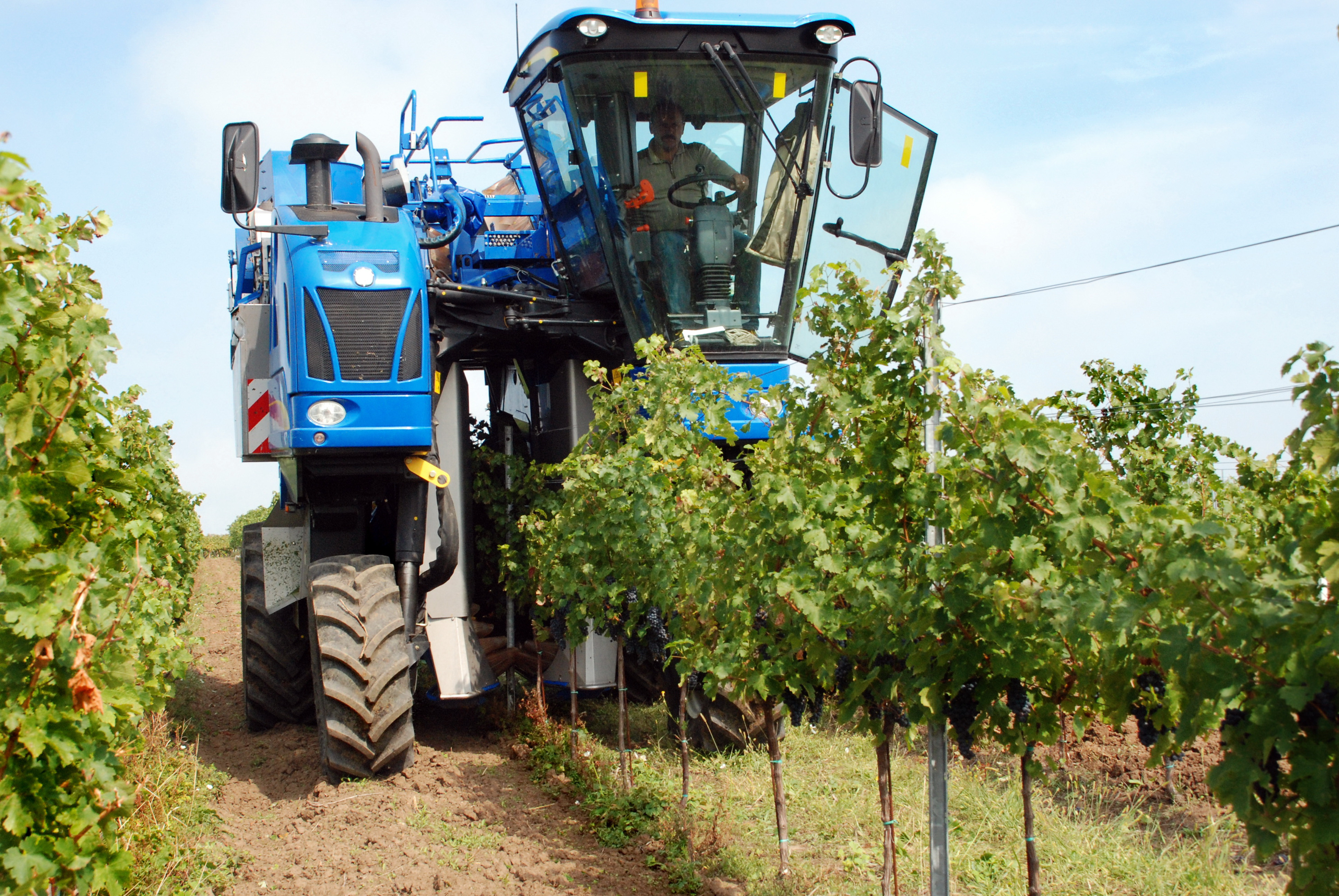 Vom avea anul acesta bere, paine si mamaliga din belsug. Afla care sunt culturile afectate de iarna
