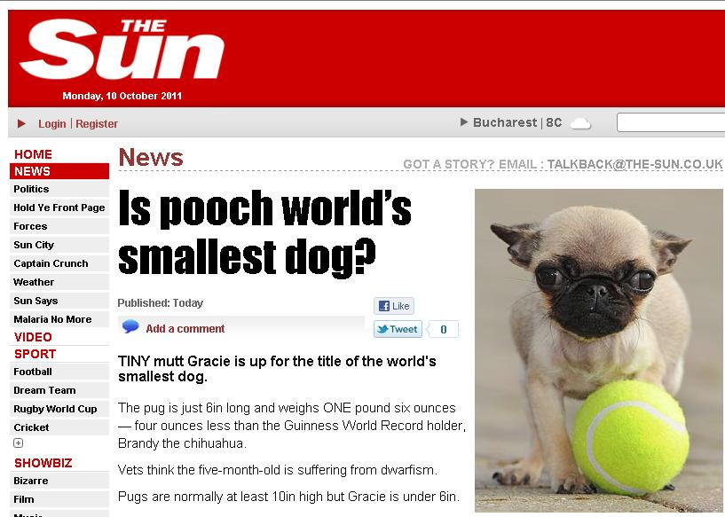 Cainele pentru care nu s-a inventat ham. Este atat de mic incat poarta unul de pisica