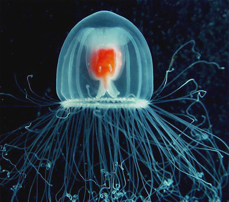 meduza