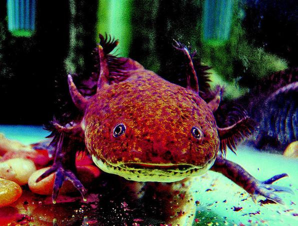 Stramosul omului avea un al saselea simt. La ce ii folosea si de ce s-a pierdut in timp