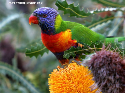 Sute de papagali din Australia mor anual din cauza alcoolului. Se imbata si cad din copaci. VIDEO