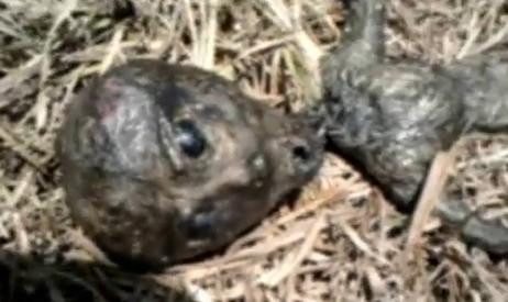 VIDEO. Cadavrul unui extraterestru, gasit in curtea casei. Are cate 3 degete la maini, 2 la picioare