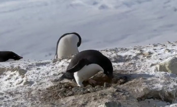 VIDEO. Mai tare ca "Madagascar".Clipul cu pinguinul hotoman care provoaca hohote de ras pe internet