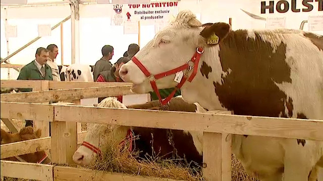 "Ne mai intoarcem in Spania doar in vacante". Si-au schimbat destinul cu banii castigati "afara"