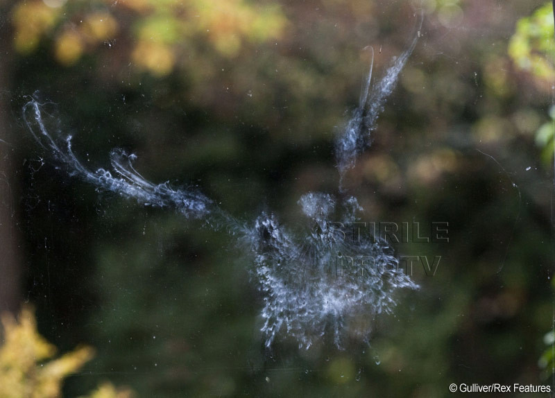 Imaginea perfect explicabila, dar destul de stranie la prima vedere. Ce crezi ca este in FOTO