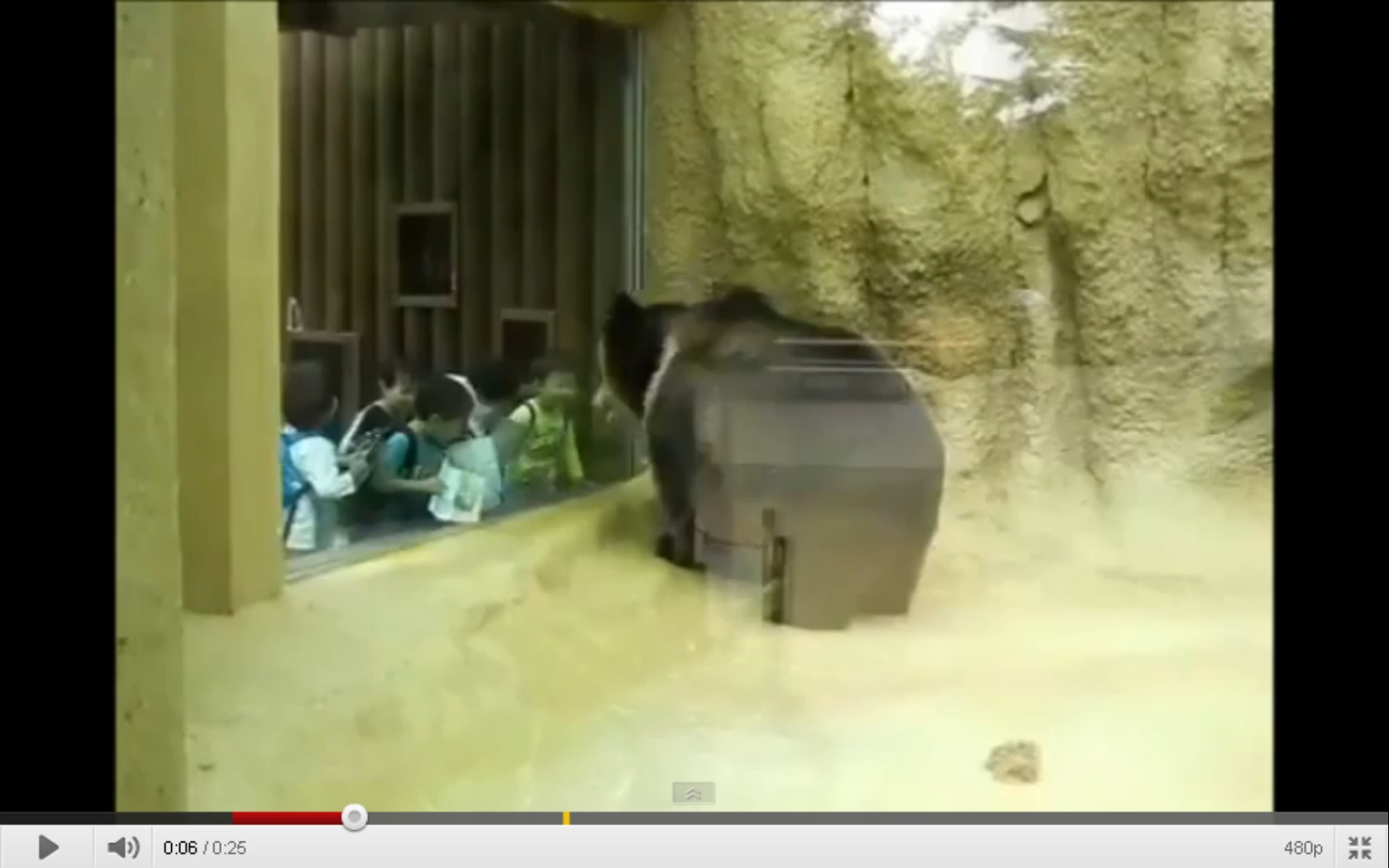 VIDEO. Ce fac sase copii chinezi cand vad un urs la 10 cm distanta de ei