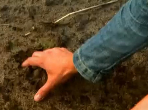 Noua lege a terenurilor agricole. In ce conditii pot cumpara stranii pamant in Romania