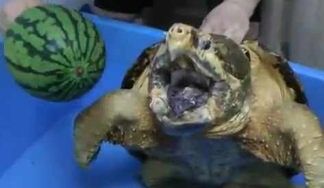 VIDEO. O sa ramai surprins. Aveai habar ca o broasca testoasa poate sa faca asa ceva?