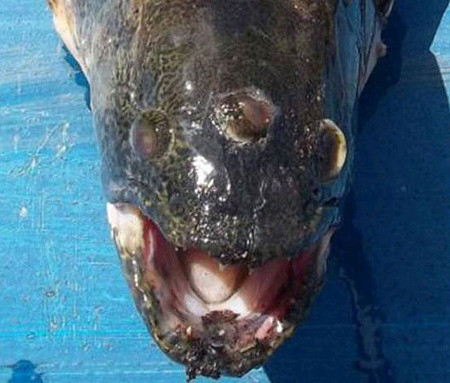 Monstru cu trei ochi, gasit langa o centrala nucleara din Argentina. FOTO