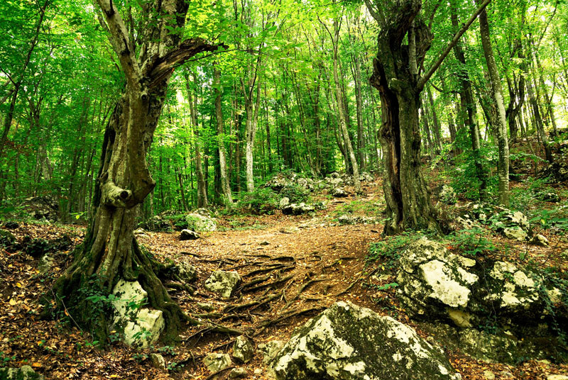 Aproape o jumatate de hectar de padure, in valoare de 25.000 de euro, e scoasa la licitatie