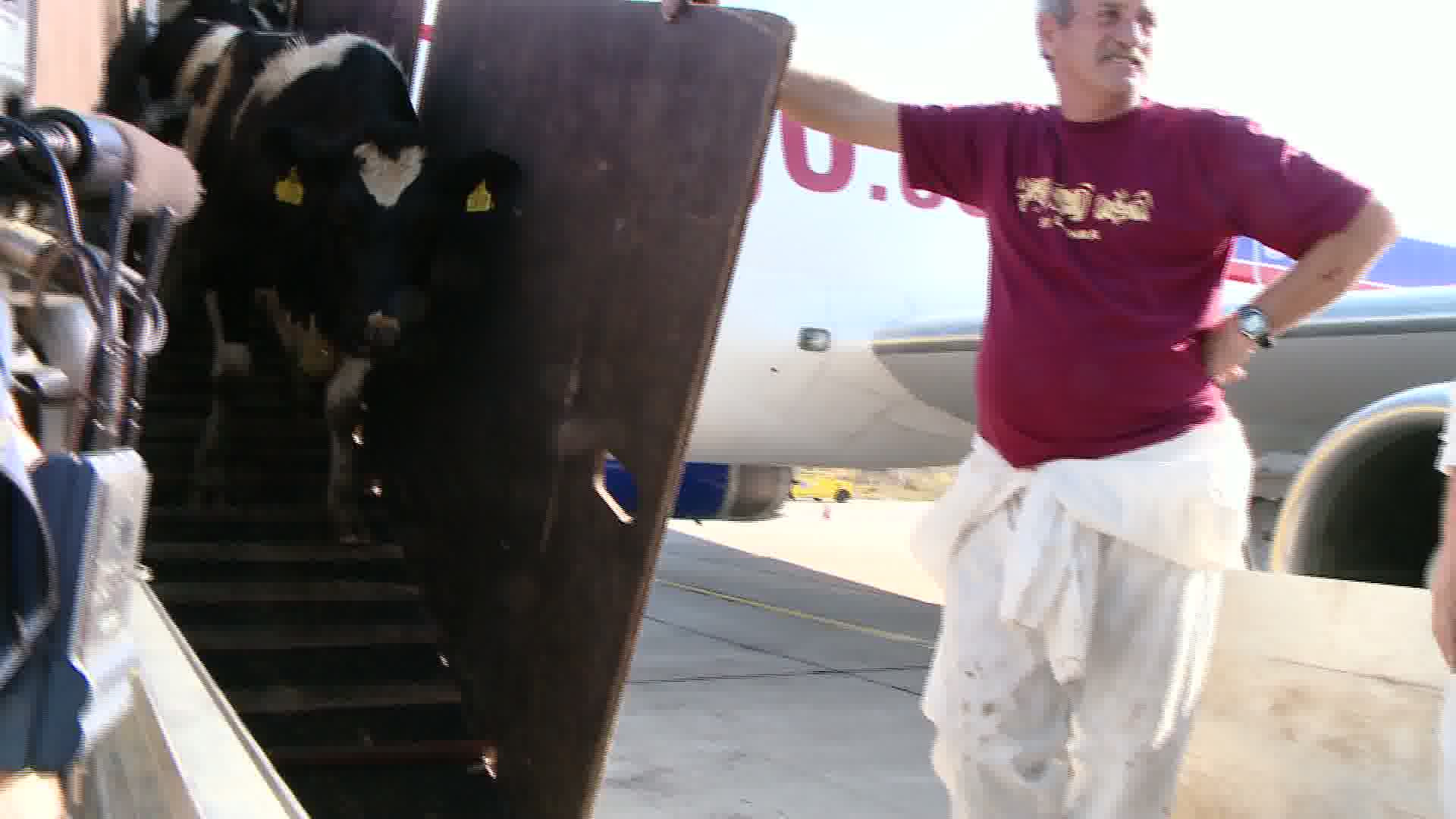 Premiera pentru aeroporturile din Romania: 70 de vacute au aterizat la Timisoara VIDEO