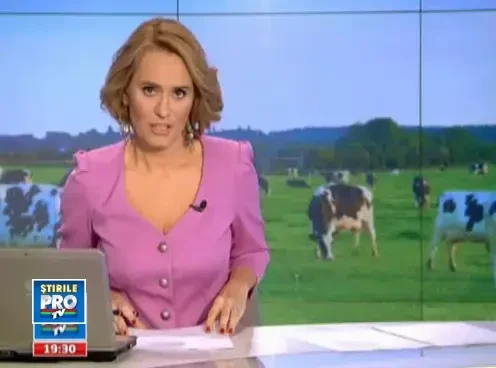 Premiera pentru aeroporturile din Romania: 70 de vacute au aterizat la Timisoara