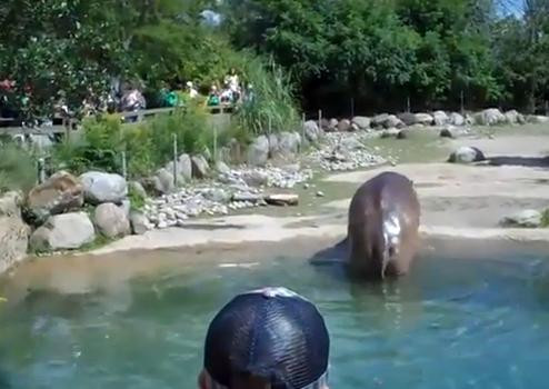 Nu poti sa ratezi asa ceva :)) Hipopotamul care si-a dat AERE. A speriat copiii de la zoo