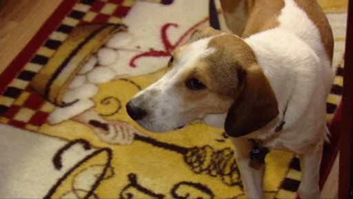 Cainele care a pacalit moartea, in camera de gazare. Singurul dintre 17 caini care a supravietuit