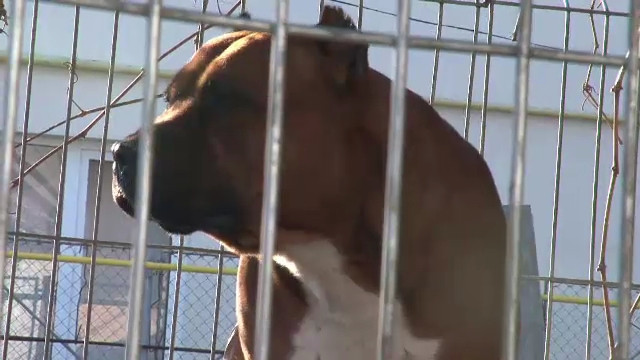 O femeie a fost la un pas sa-si piarda mana, dupa ce a fost muscata de un caine Amstaff