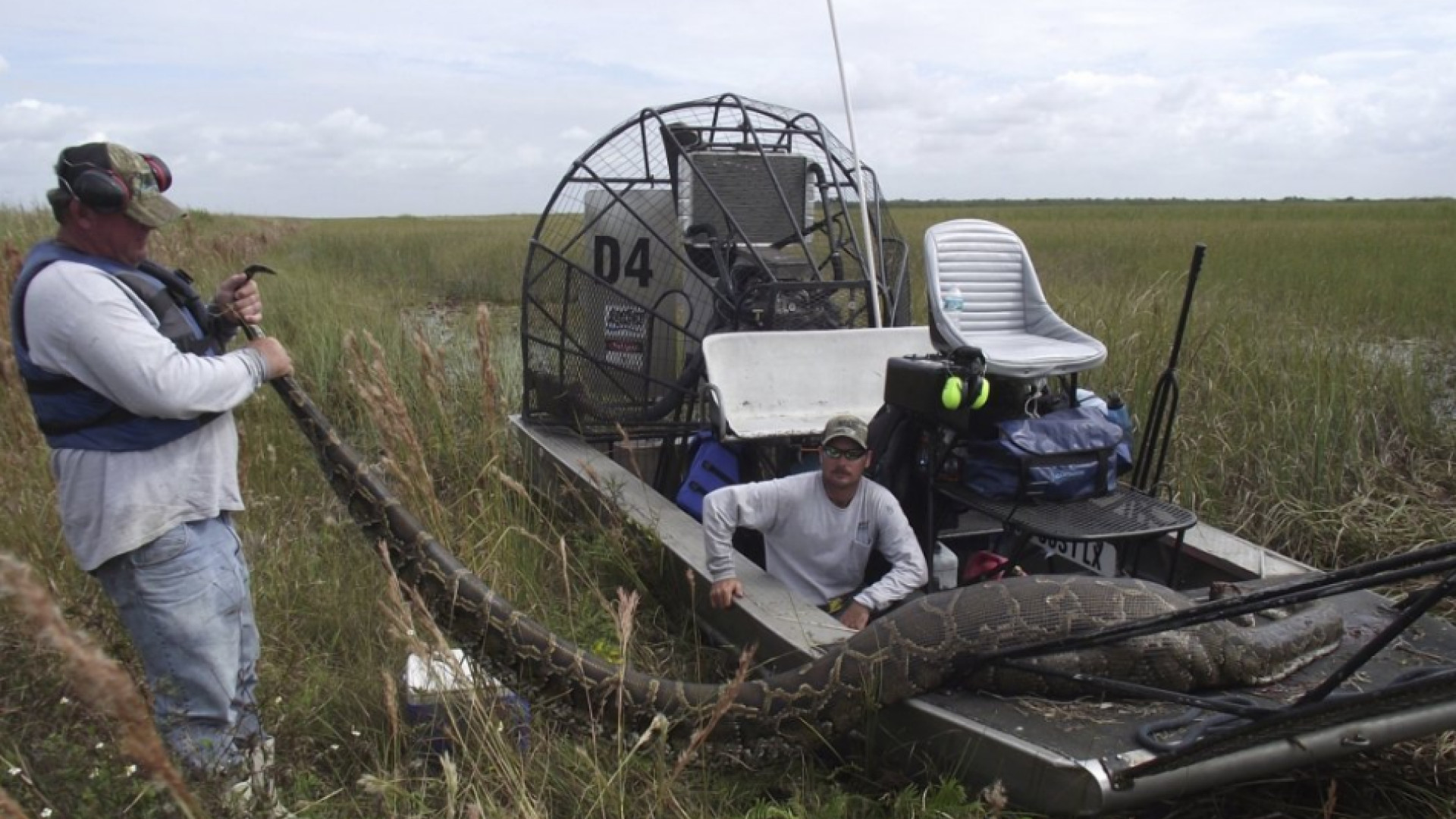 Descoperire incredibila in stomacul unui sarpe-monstru de 63 de kilograme