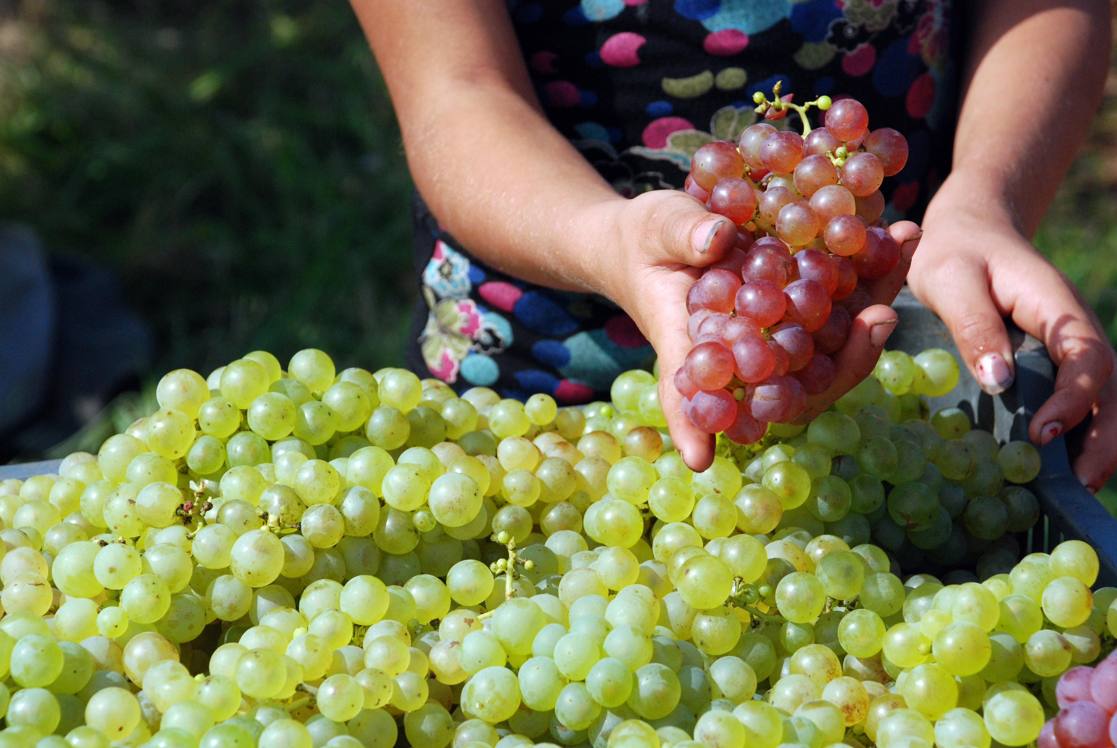 Partea plina a paharului: datorita secetei, va iesi un vin foarte bun. Turismul viticol este pe val