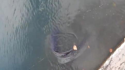 Captura de 100 de kilograme. Ce au facut doi pescari din Gorj cu prada gigant. VIDEO