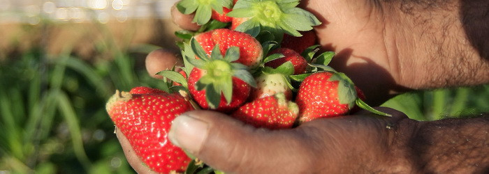 Capsunile romanesti au ajuns sa putrezeasca pe camp