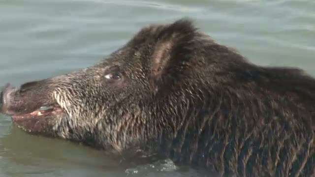 Poveste vanatoreasca pentru cativa pescari din Bacau. Au dat de niste mistreti care se inecau