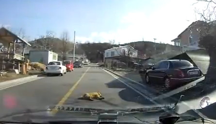 VIDEO. Cainele caruia nu-i pasa daca il calca masina i-a provocat hohote de ras unui sofer