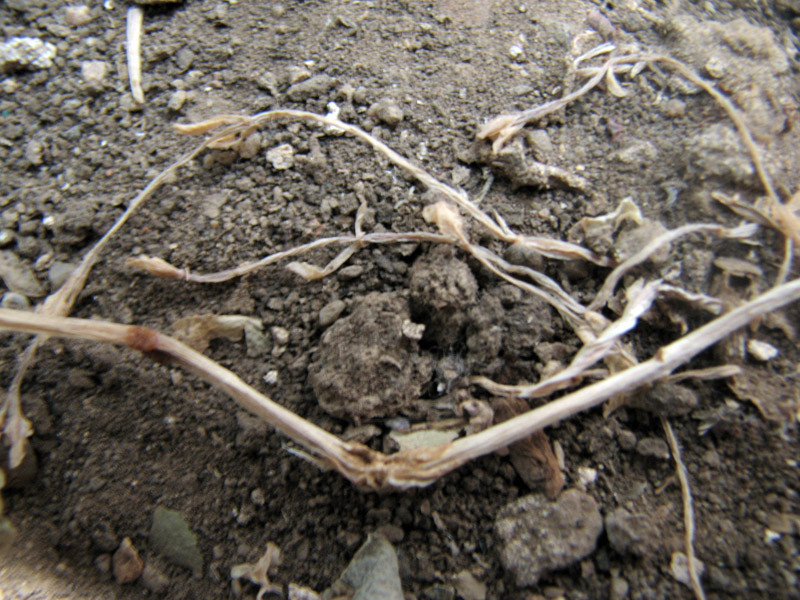 "Romania, te iubesc!": Taranul roman vrea sa sara prapastia care-l desparte de agricultura moderna