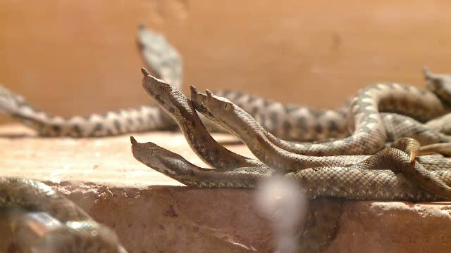 Romanul care are cea mai mare ferma de vipere din Romania scoate milioane de euro din venin