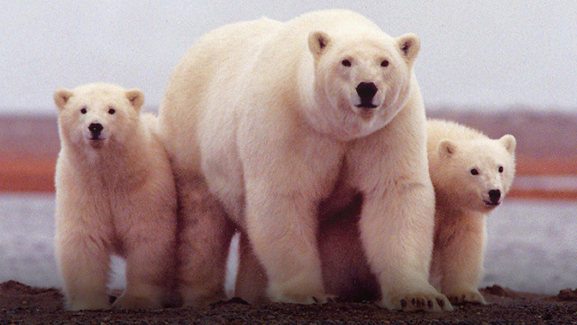 Vezi LIVE cea mai mare migratie a ursilor polari. Imagini unice