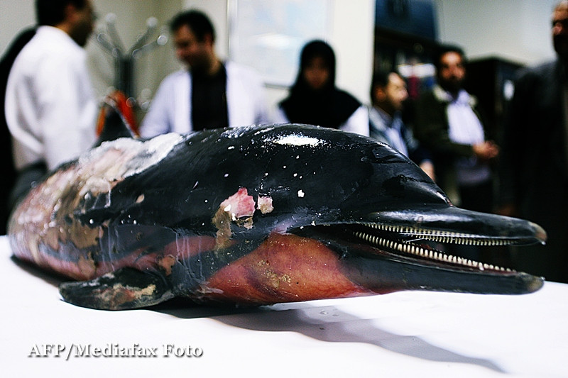 A fost torturat de muzica. Un delfin a murit din cauza ritmurilor HOUSE ale unui concert de 2 zile