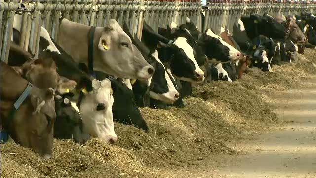 "Romania, te iubesc!": Avem mai multe ferme decat orice tara europeana, dar sunt si cele mai sarace