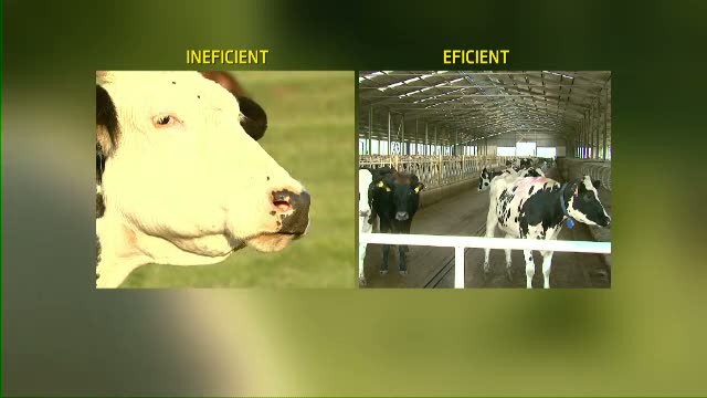 "Romania, te iubesc!": Care este singura sansa a taranului roman, intr-o piata dominata de importuri