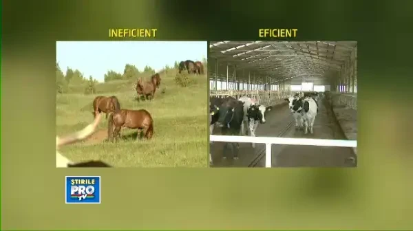 "Romania, te iubesc!": Care este singura sansa a taranului roman, intr-o piata dominata de importuri