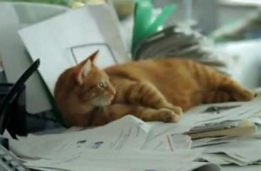 Reclamele cu pisici,viitorul in publicitatea online.Cum faci bani din inregistrarile cu feline.VIDEO