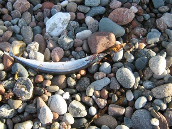 Natura este intr-o continua evolutie. O specie necunoscuta de pesti a invadat o plaja canadiana