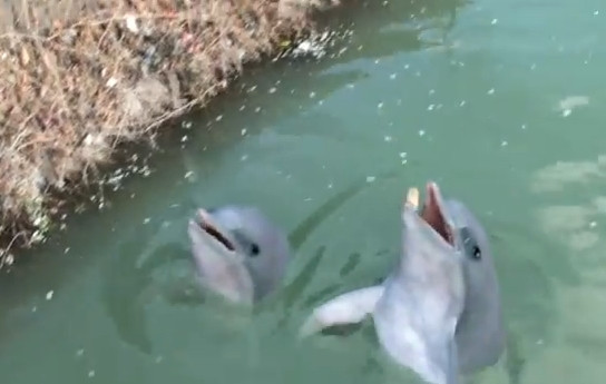 VIDEO. In Bucuresti au aparut DELFINII MAIDANEZI. Inoata in Dambovita si sunt fani covrigi