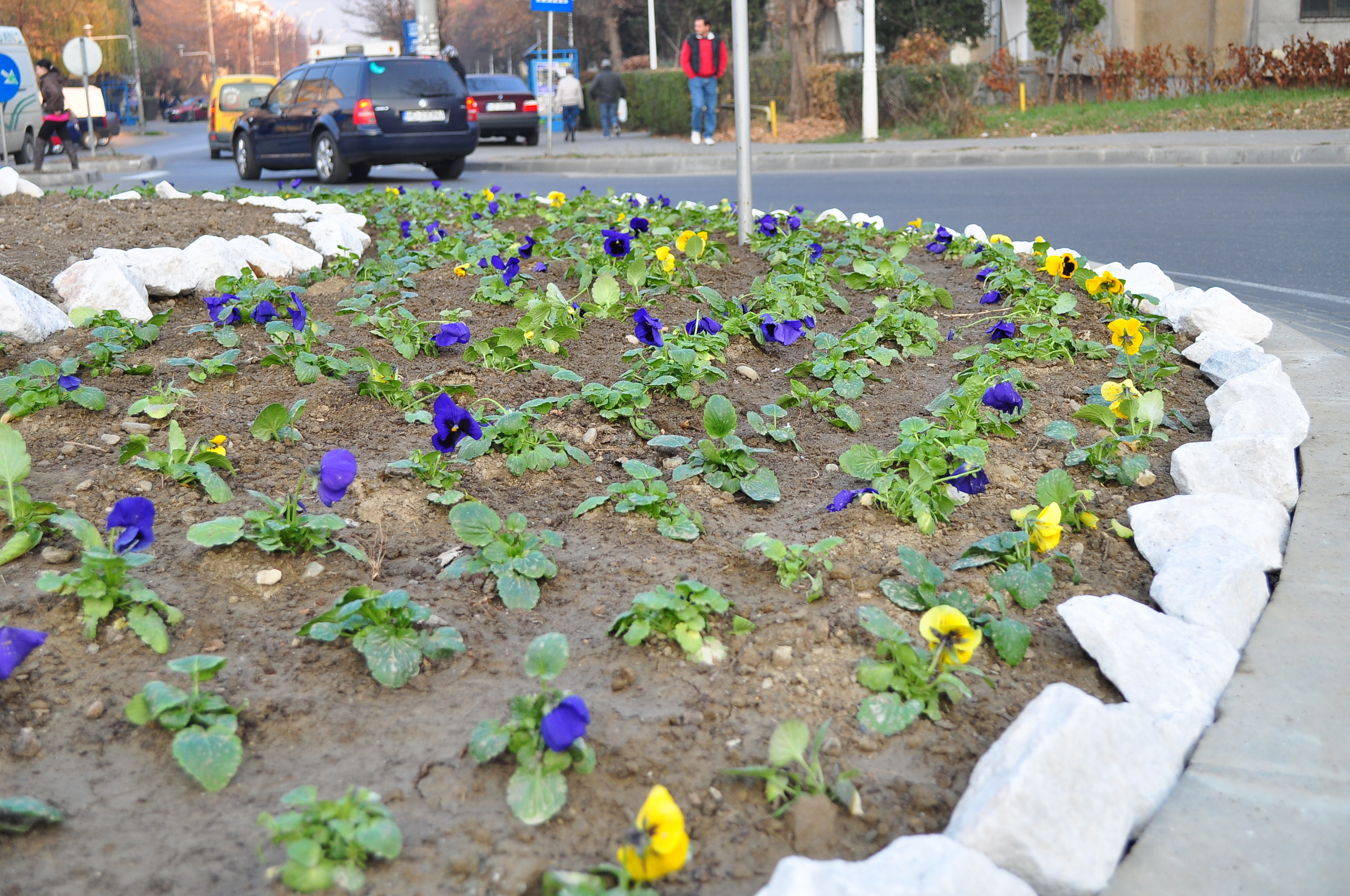 Primaria Deva pregateste orasul de iarna. Sadeste panselute