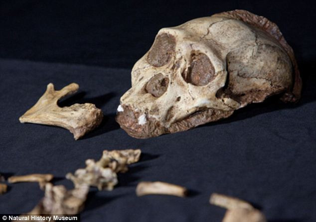 Descoperirea uimitoare care ne va arata cum traiau stramosii nostri acum doua milioane de ani