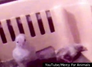 Imaginile socante care au determinat McDonald’s sa recurga la o decizie drastica. VIDEO