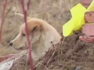 Poveste impresionanta. Un caine refuza sa plece de langa mormantul stapanului si tine post negru