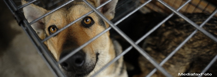 Traian Basescu a promulgat legea eutanasierii maidanezilor. Mesajul transmis de mama lui Ionut