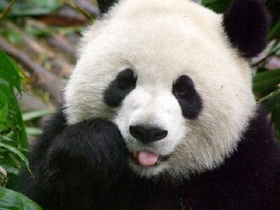 Delicatesa chinezilor: ceaiul cu excremente de panda, cel mai scump de pe planeta. Cat costa