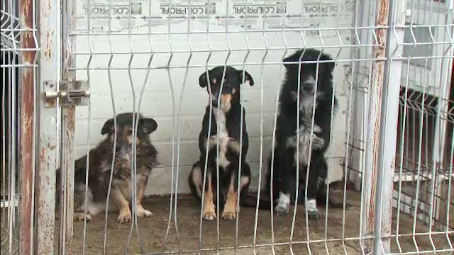 Sri Lanka autorizeaza uciderea celor trei milioane de caini vagabonzi de pe teritoriul sau