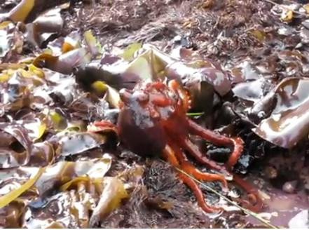 Inregistrare spectaculoasa. Vietatea din adancuri pe care nu te-ai astepta sa o vezi pe uscat. VIDEO